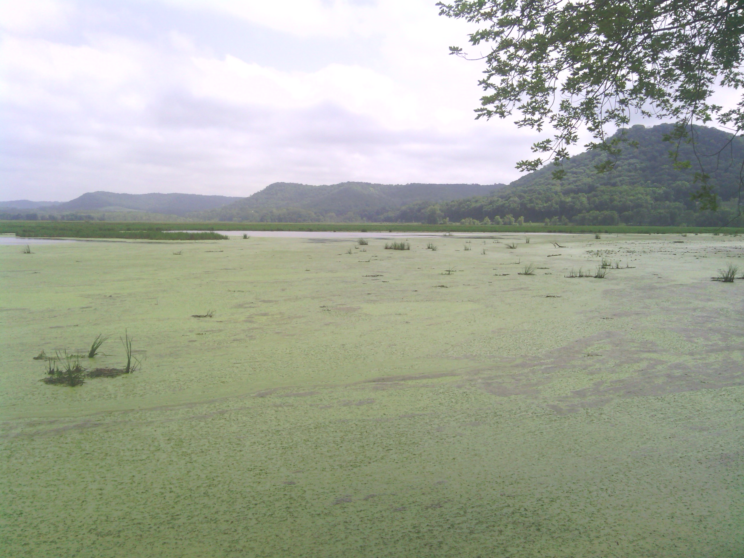 Background of large wetland area with bluffs