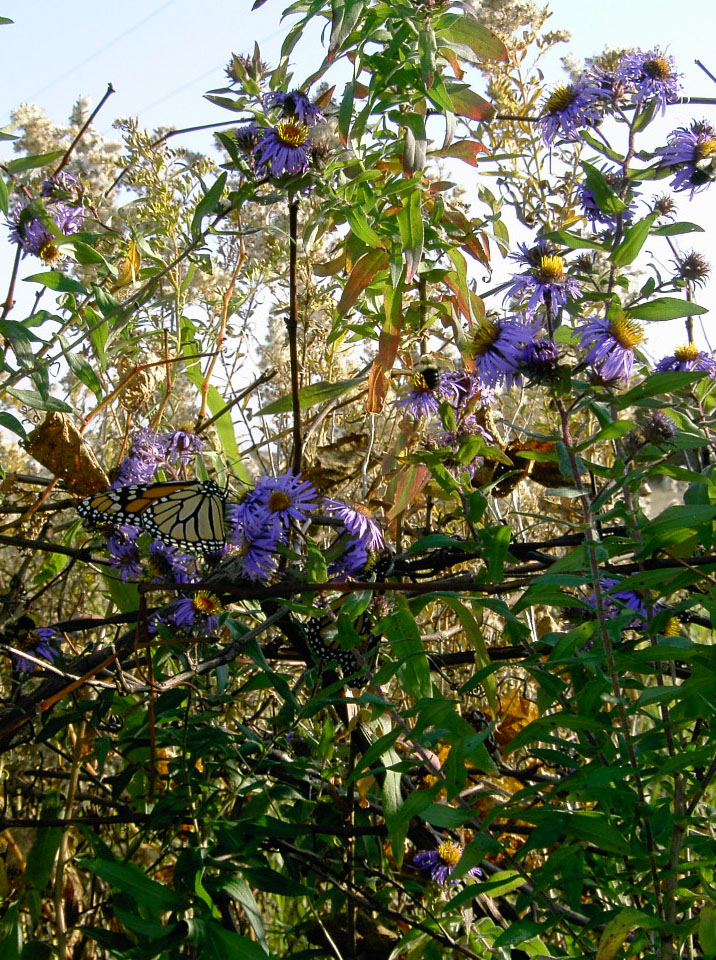 Background of mature wildflowers