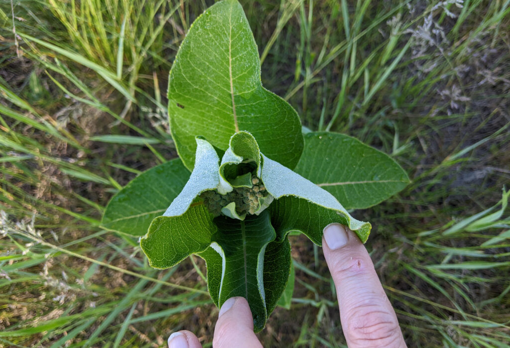 Background of close-up image of the common milkweed plant
