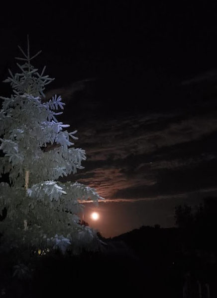 Background of pine tree in the moonlight